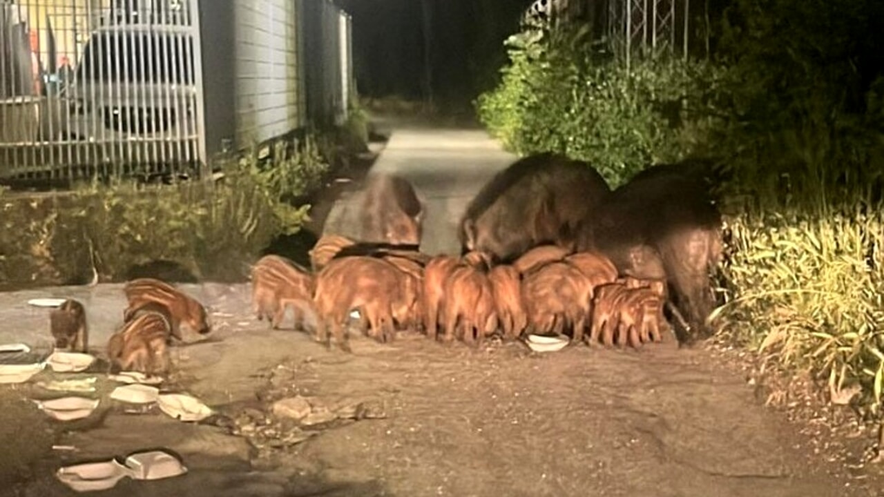 Cinghiali, allarme rosso nel Cilento: incidenti, danni alle colture e paura tra i cittadini