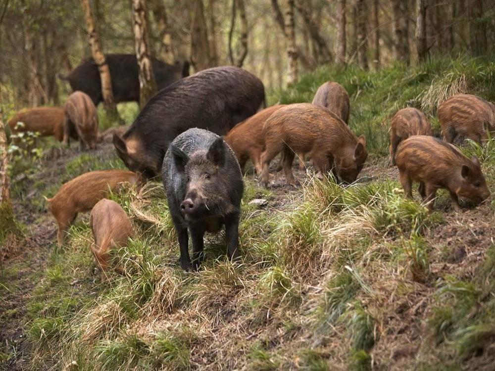 La filiera della carne di cinghiale finalmente operativa nel Parco nazionale del Cilento