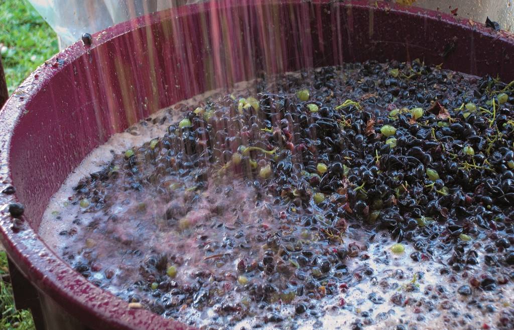 Nel salernitano produzione vitivinicola in calo per la vendemmia 2023: l’allarme di Coldiretti