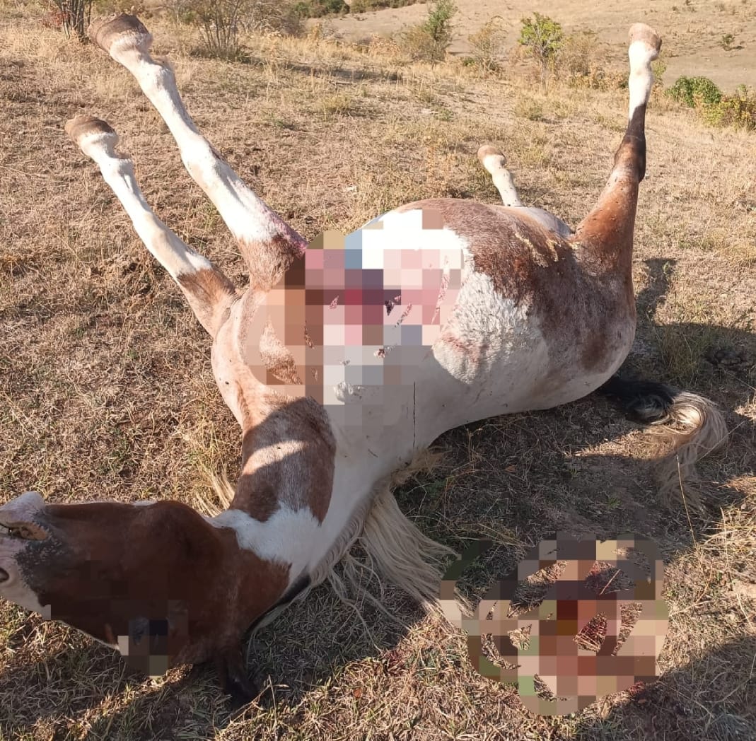 Monte San Giacomo, cavallo ucciso a colpi di carabina: è l’ennesimo caso