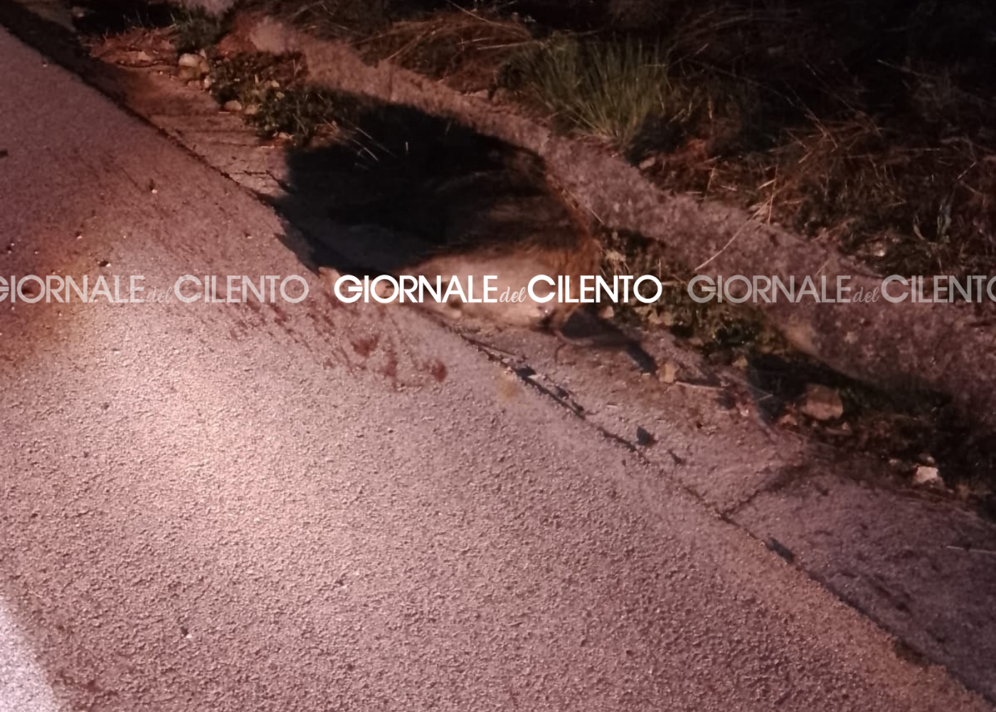 Schianto lungo al Cilentana: auto contro cinghiale