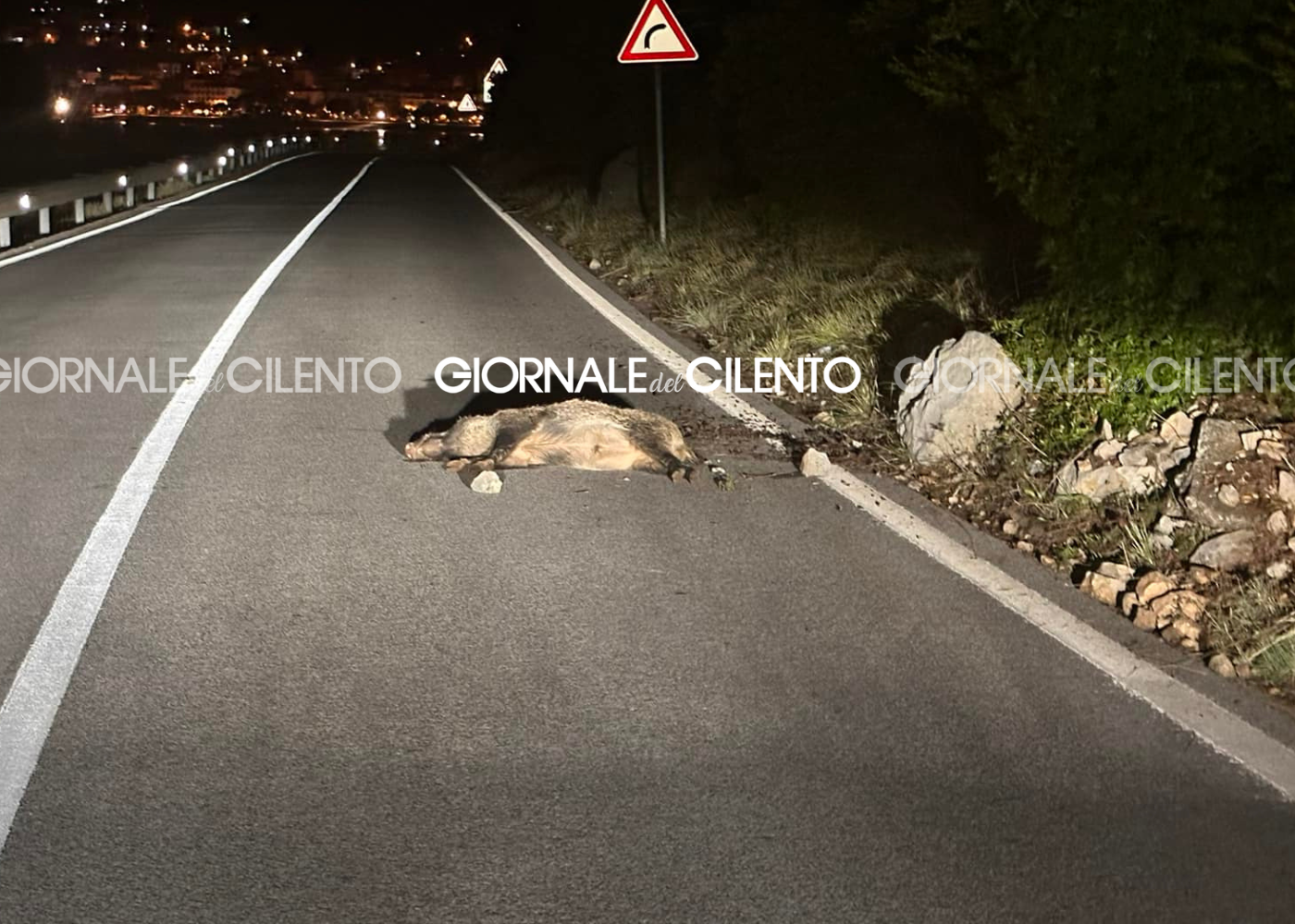 Sapri, cinghiale precipita dal costone roccioso lungo la statale 18