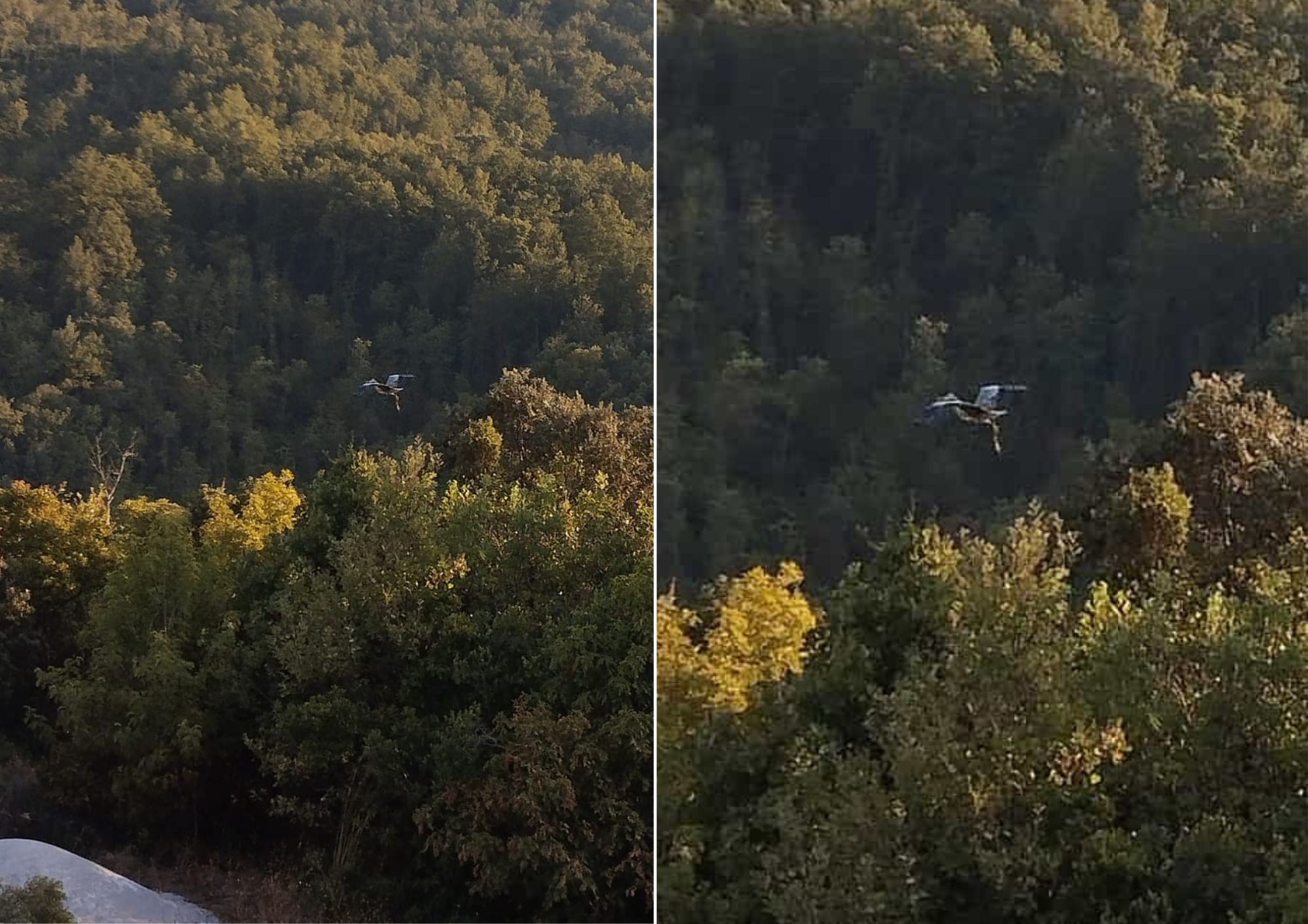 Meraviglia della natura a Morigerati, cicogna si ferma a bere e vola via