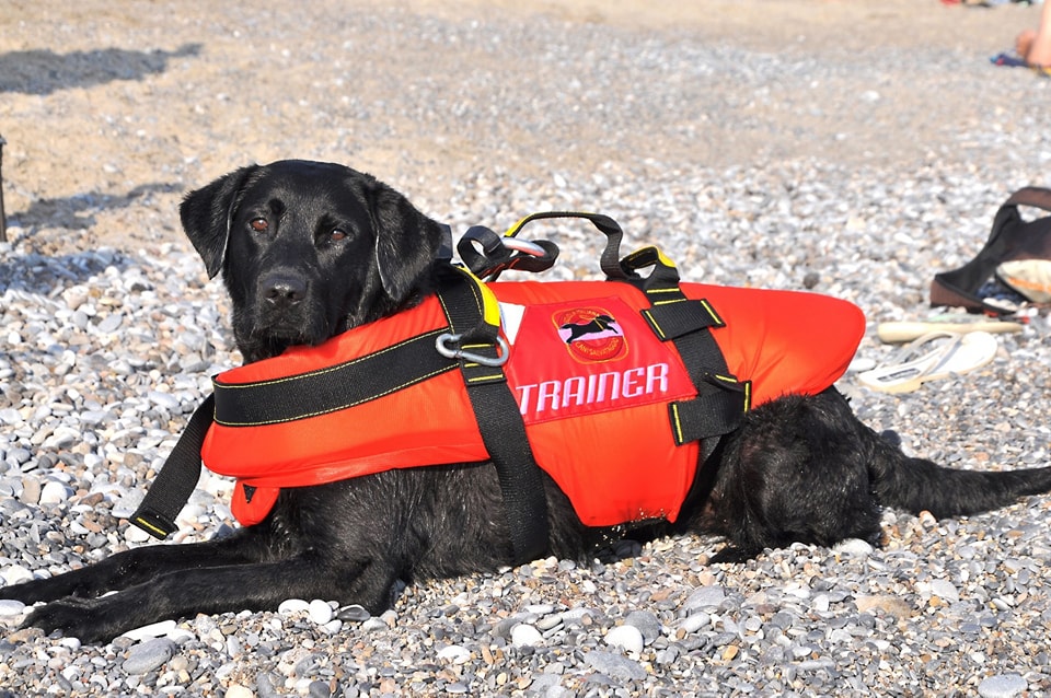 Addio a Flash, il cane che in 15 anni ha salvato 20 vite in mare
