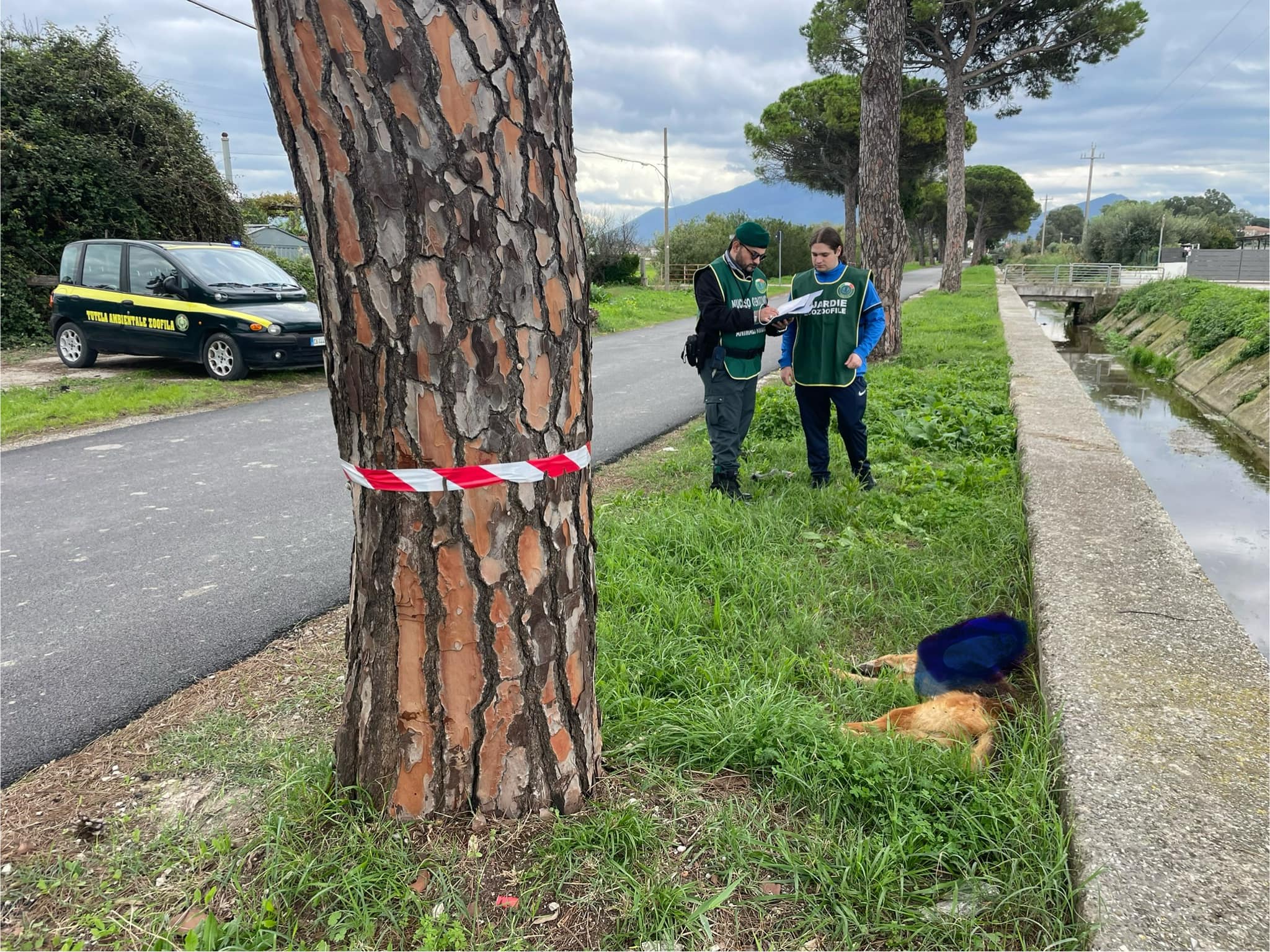 Capaccio Paestum, trovate due carcasse di cane in strada