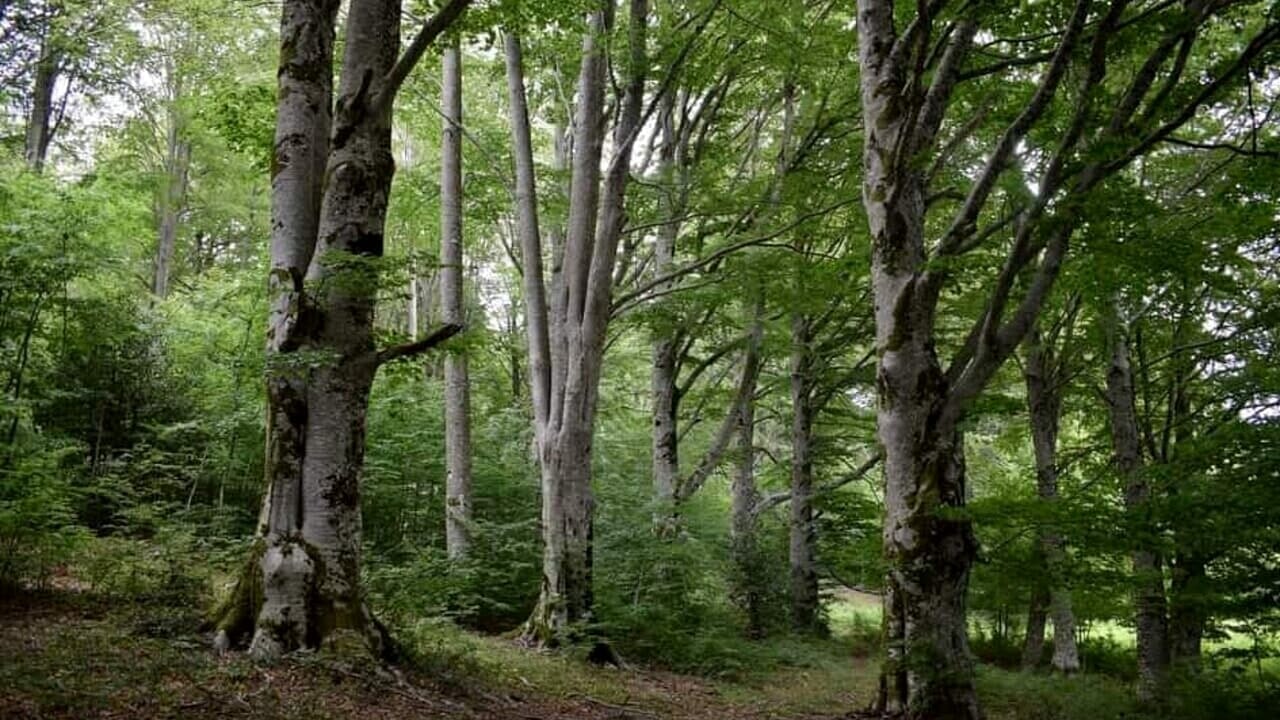 Taglio dei boschi ad Altavilla Silentina: dalla pro loco l’idea di rilancio nella “giornata nazionale degli alberi”
