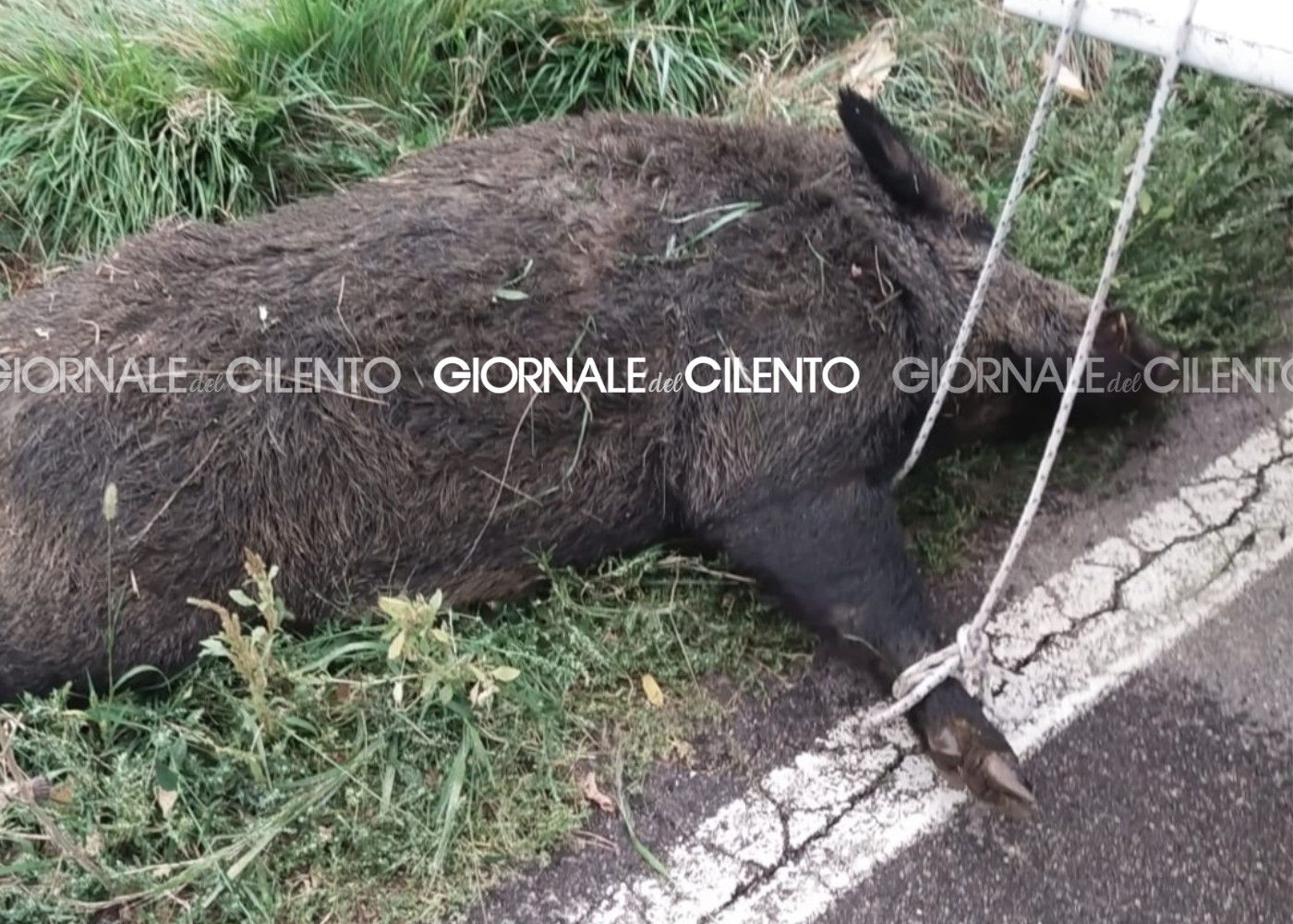 Spunta improvvisamente lungo la provinciale, auto contro cinghiale tra Acciaroli e Pioppi