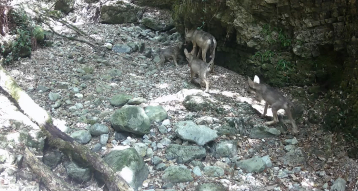 I lupi nel Parco nazionale del Cilento: «Presenza controllata, non rappresenta una minaccia»