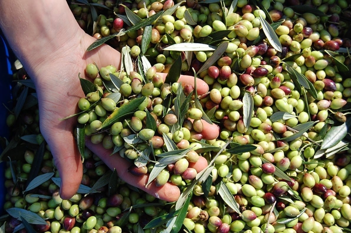 Le vie dell’olio, a Castellabate tre giorni dedicati oro giallo del Cilento