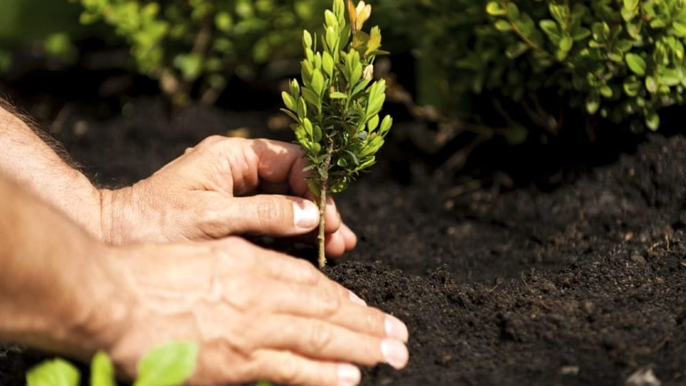 Caselle in Pittari, un albero per ogni nuovo nato: domenica la consegna