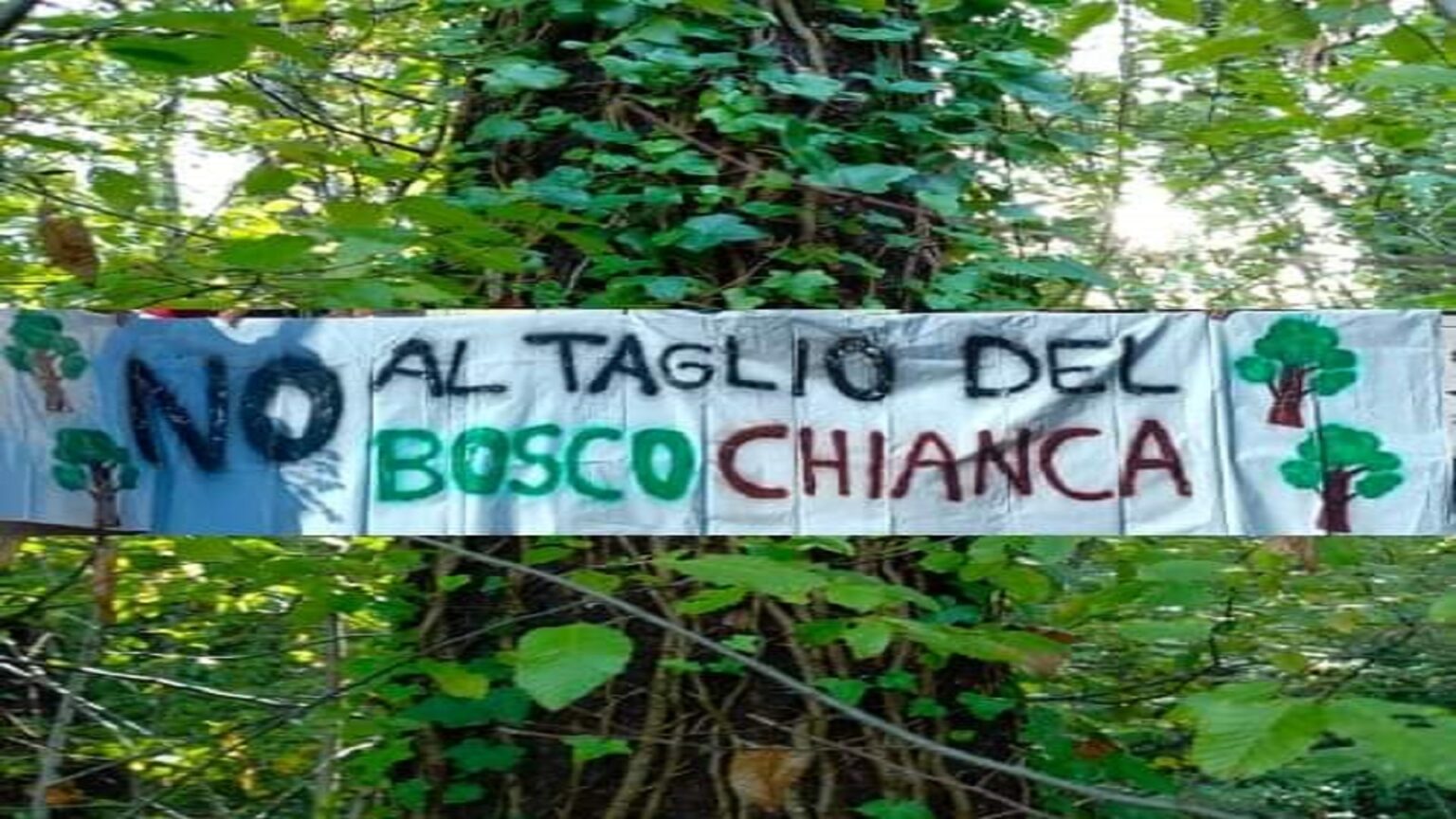 Cilento, alberi abbattuti al bosco della Chianca: è polemica