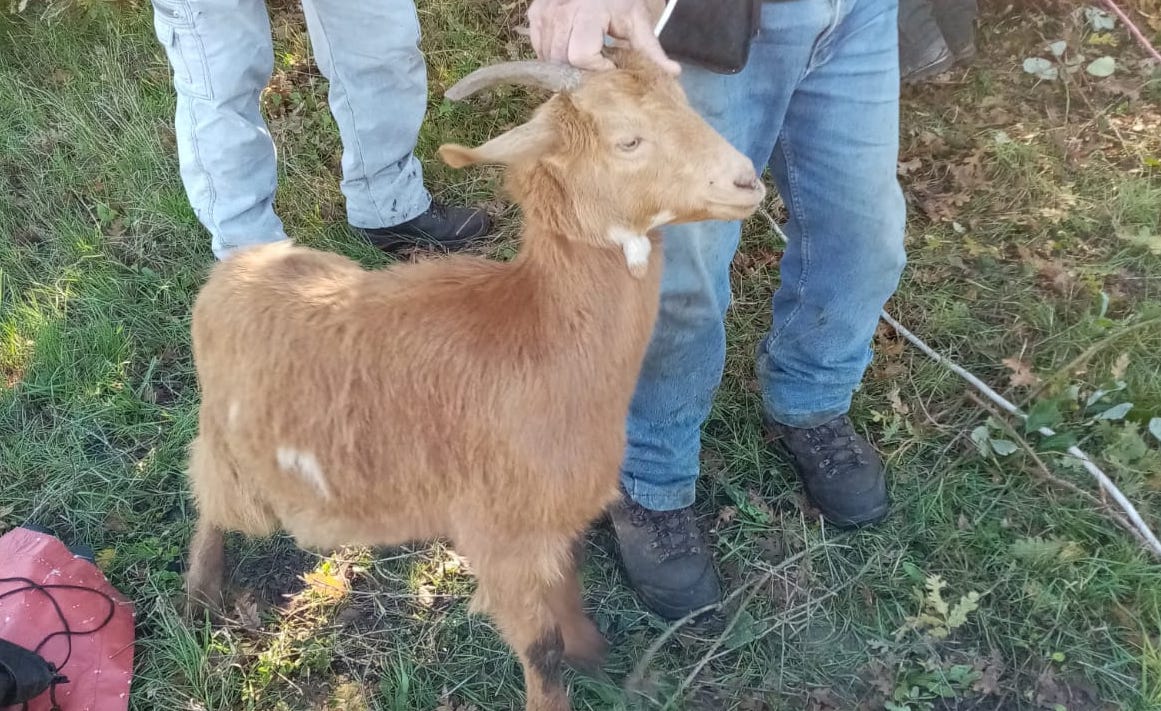 Polla, capretta cade in un pozzo in montagna: salvata