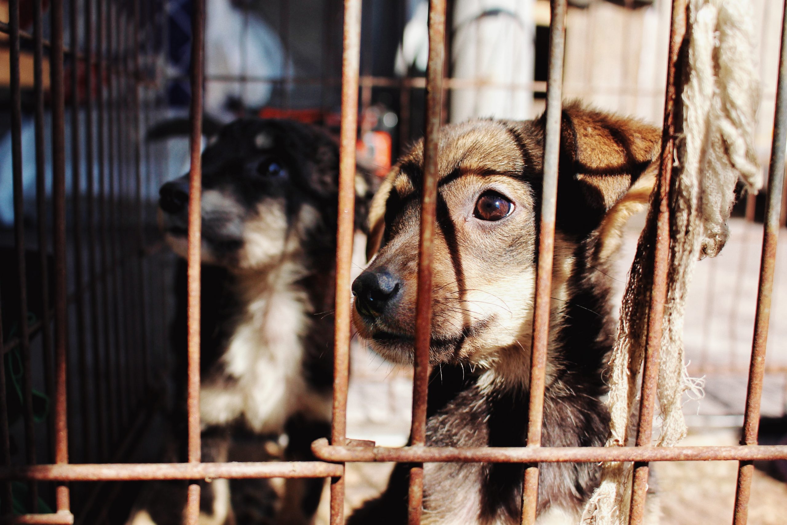 Crimini contro gli animali in Campania: ecco tutti i dati del rapporto zoomafia 2023