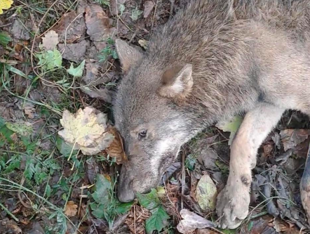 San Mauro Cilento, carabinieri forestali salvano lupo ferito