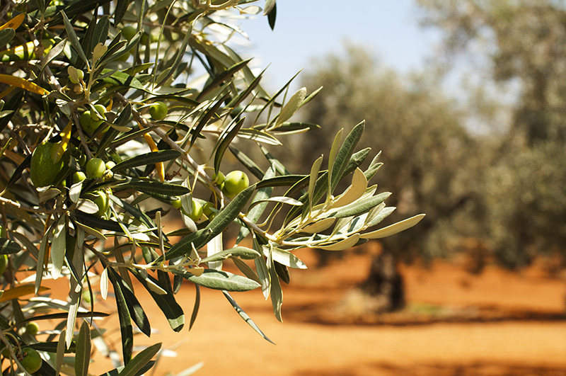 Frantoi aperti a Stella Cilento per scoprire la via dell’olio