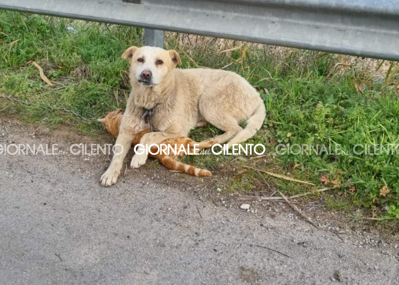 Cane veglia e protegge carcassa gattino: l’immagine commovente da Sala Consilina