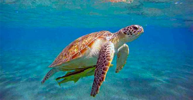 Life Turtlenest, l’impegno di Confesercenti Campania per la tartaruga caretta-caretta