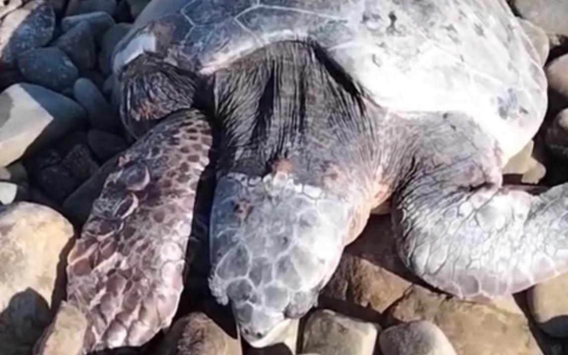 Castellabate, lieto fine per una tartaruga caretta caretta salvata da un residente