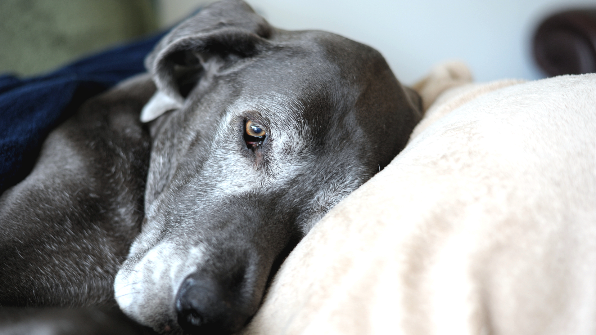 Campania, dona una coperta al canile più vicino: parte la campagna per proteggere gli animali dal freddo