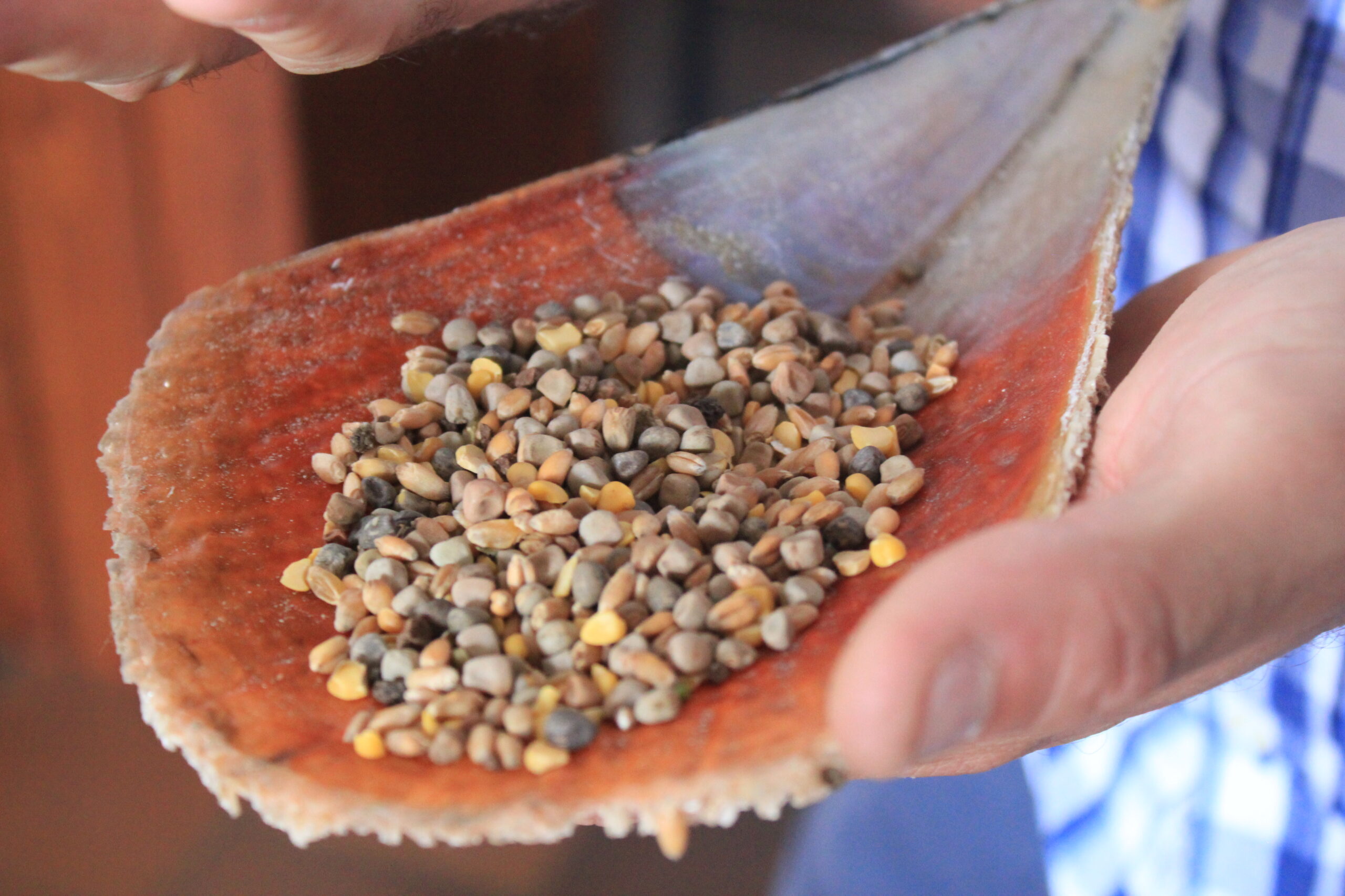 Maracuoccio, il legume di Lentiscosa conquista Masterchef Italia