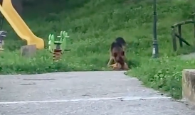 Pastore tedesco libero azzanna un cagnolino ad Auletta