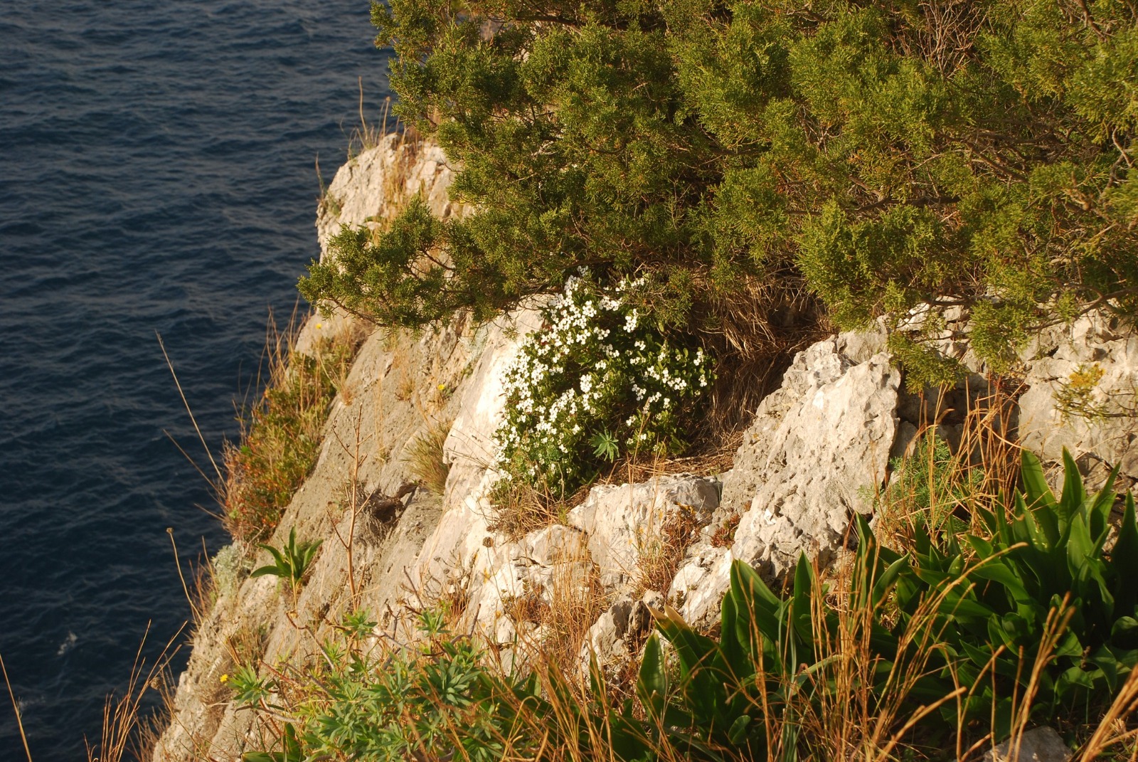 Iberis semperflorens, pianta coraggiosa delle coste del Parco nazionale del Cilento