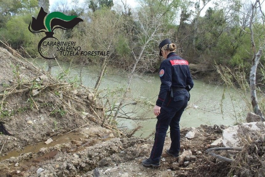 Scarichi illeciti e capi di bestiame morti e non smaltiti: sequestrata azienda bufalina