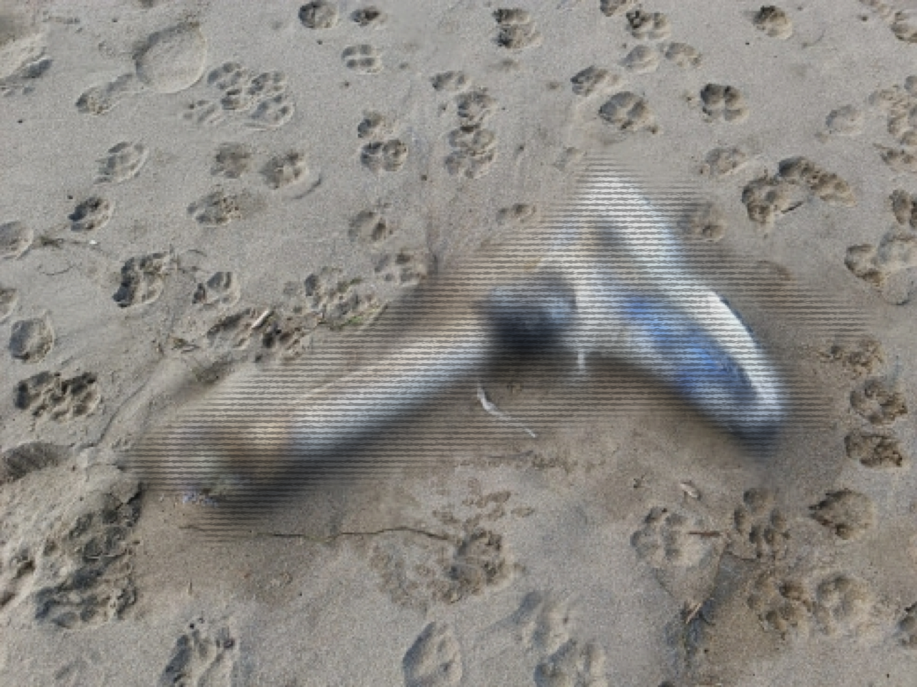 Scoperti resti umani sulla spiaggia: aperta indagine