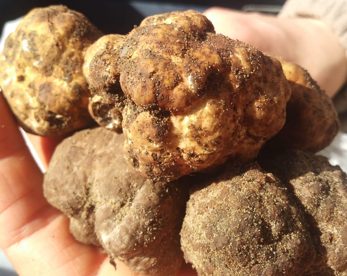 Il Tartufo Bianchetto di pineta costiera ottiene il marchio PAT