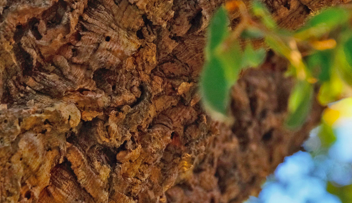 Quercia da sughero nel basso Cilento, se ne parla a Policastro con esperti del settore