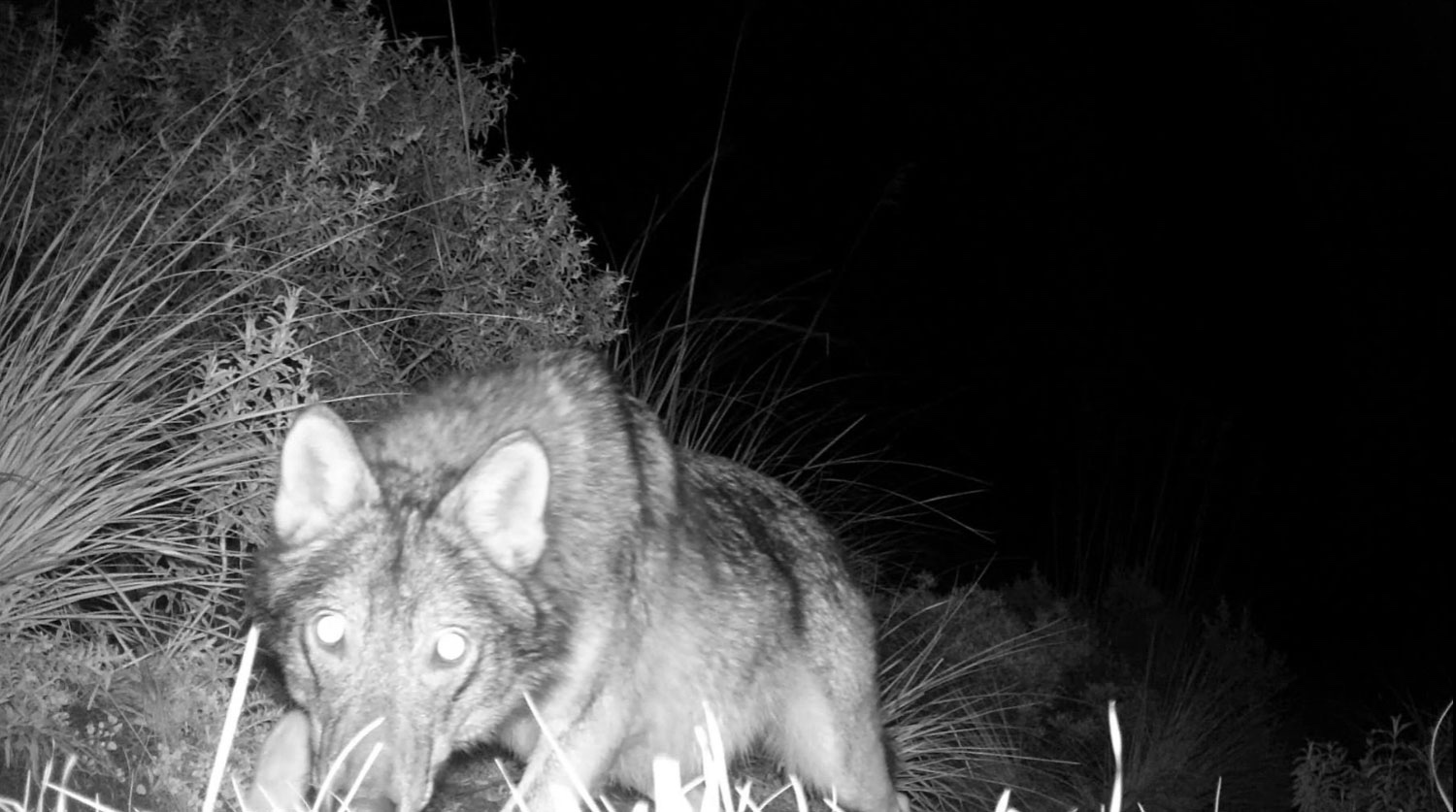 Parco nazionale del Cilento, ricerca rivela presenza stabile di lupi