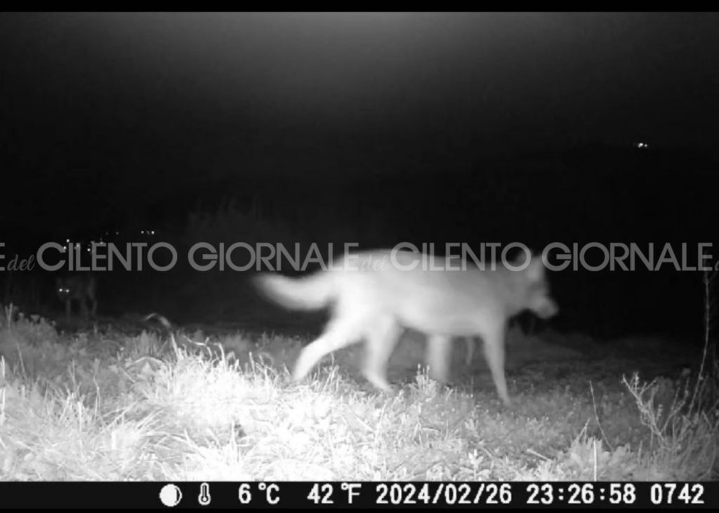 Ancora avvistamenti di lupi nel Parco del Cilento