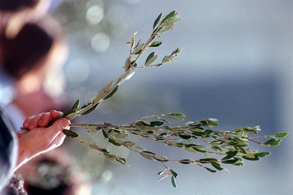 «Carenza di ramoscelli d’ulivo» per la domenica delle Palme: l’appello dell’Azione Cattolica di Santa Maria di Castellabate