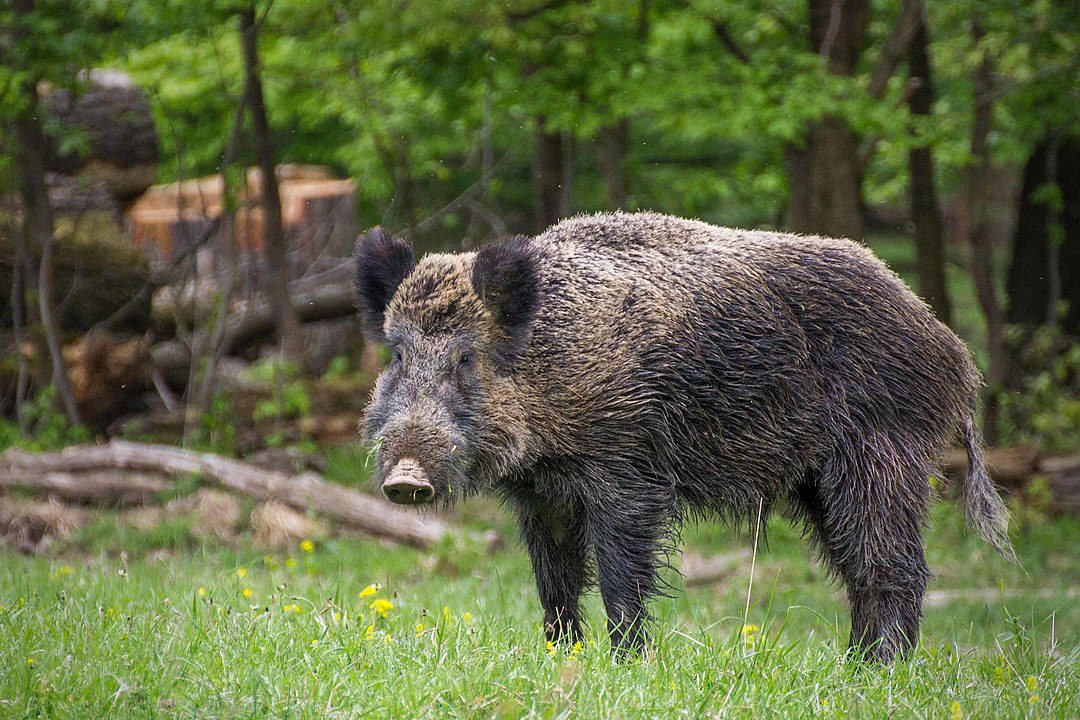 Legge regionale in arrivo: la caccia al cinghiale come «strumento di difesa per gli agricoltori campani»