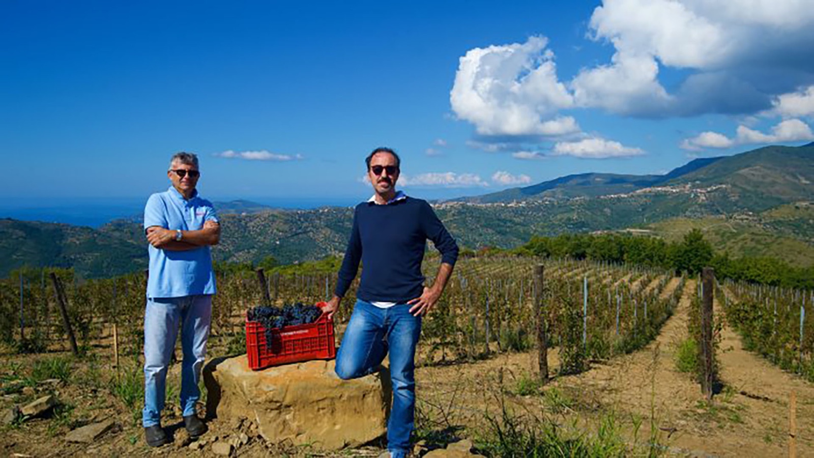 Pollica, da terreno destinato all’abbandono a vigneto: l’aglianico sarà presentato al Vinitaly