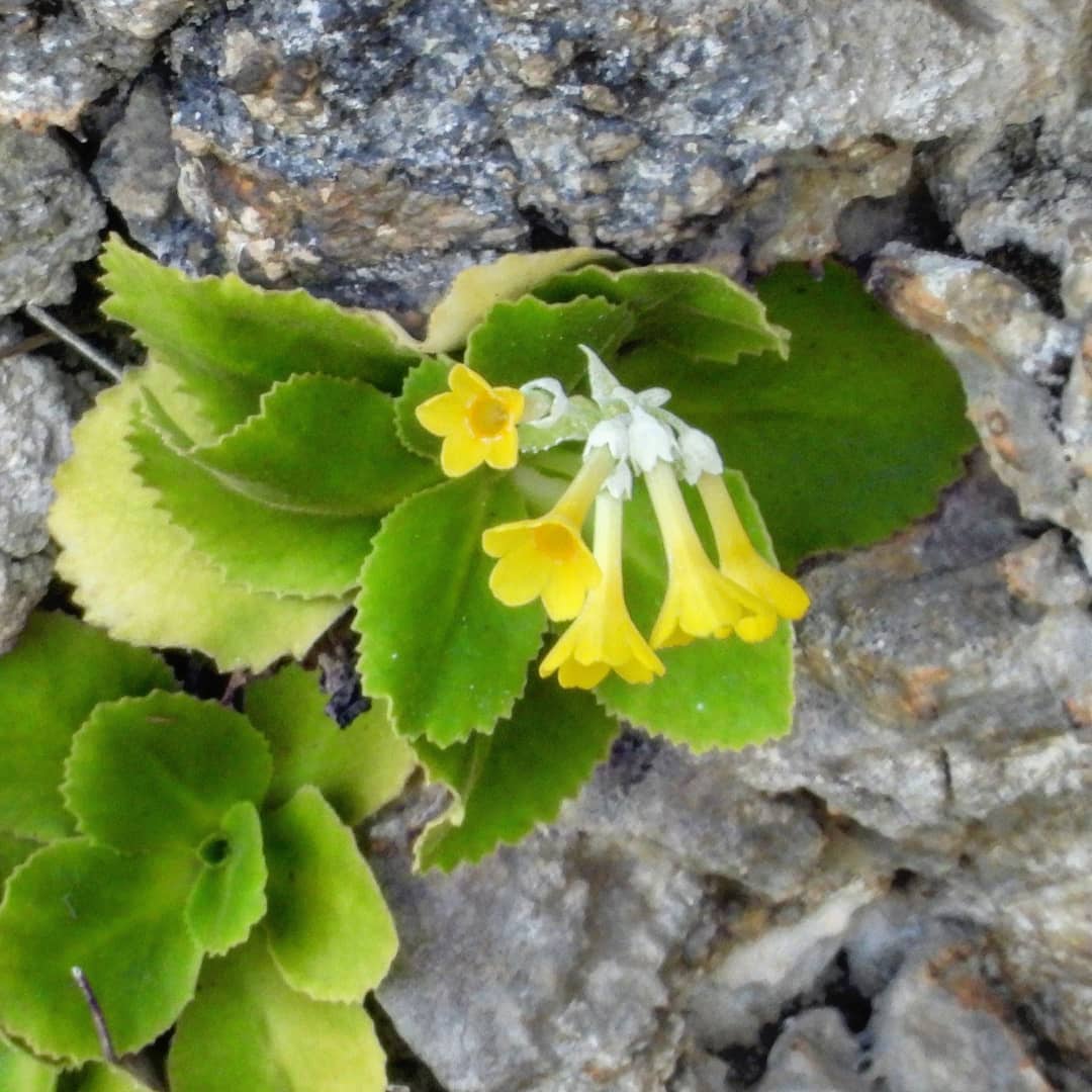 Il «miracolo» naturalistico della Primula Palinuri, fiore raro simbolo del Parco nazionale del Cilento