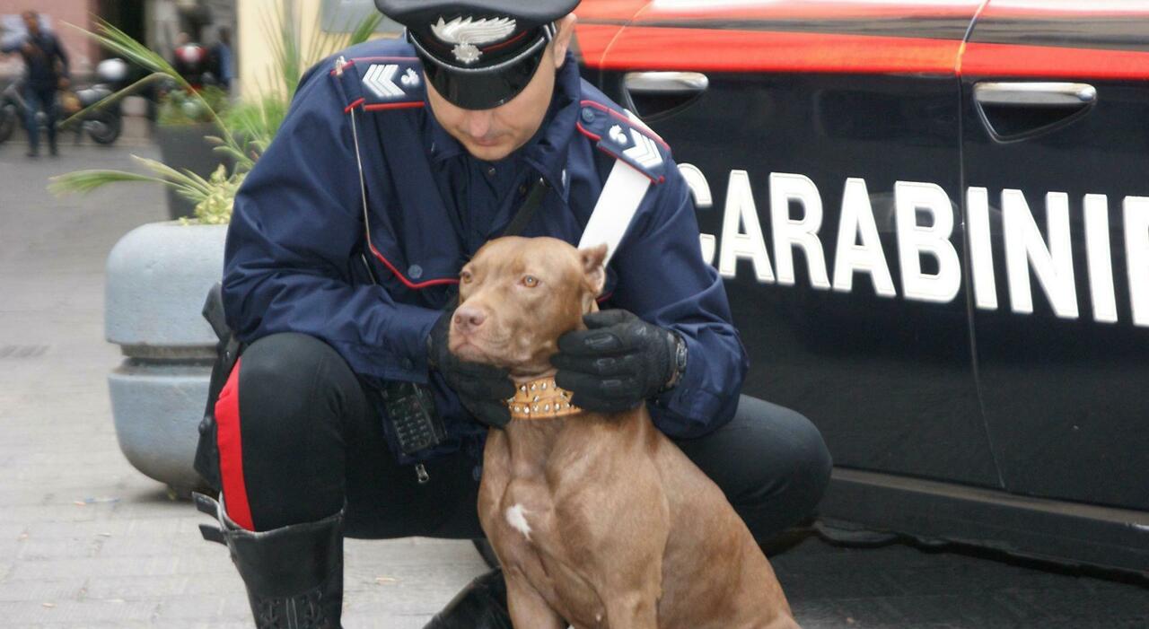 Truffa online e riciclaggio di denaro: nei guai la padrona dei pitbull che hanno ucciso il bambino