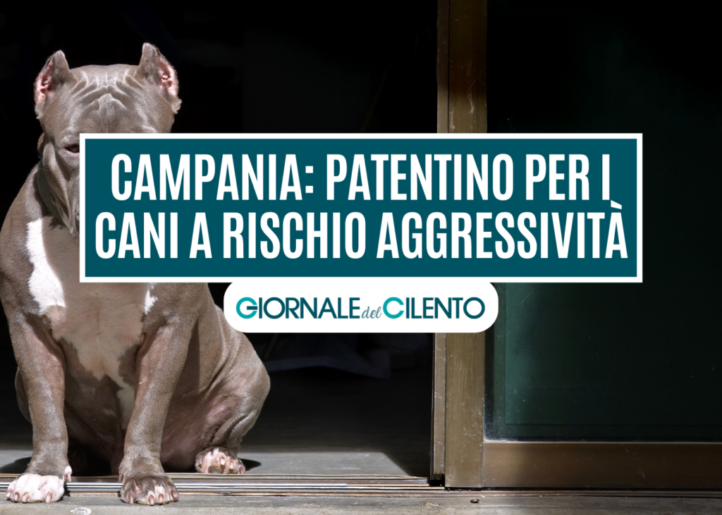 Bambino sbranato dai pitbull, in Campania un patentino per i cani a rischio aggressività