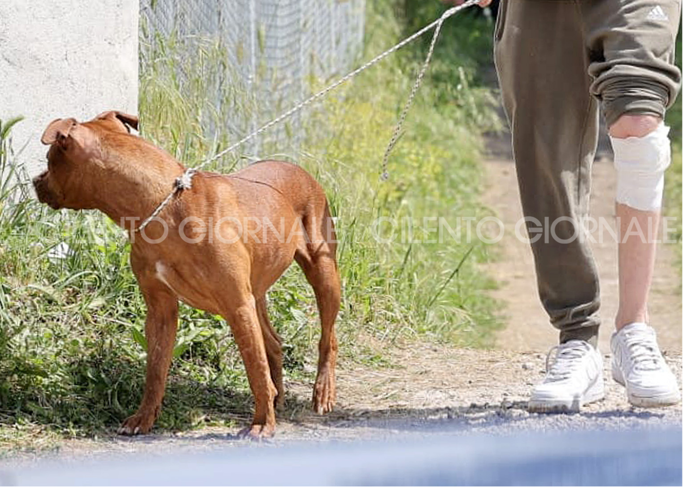 Eboli, bimbo sbranato da pitbull: cani portati via. Forse saranno abbattuti