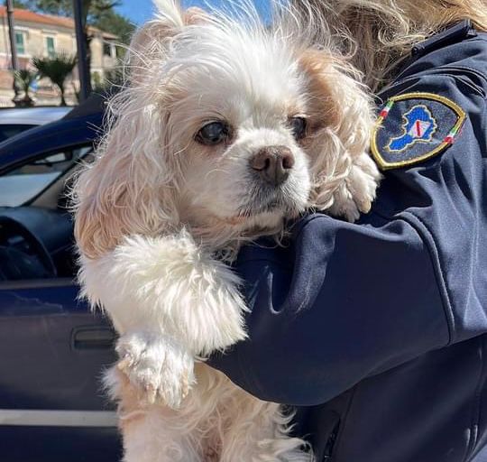 Castellabate, gli agenti della polizia locale salvano un cucciolo smarrito