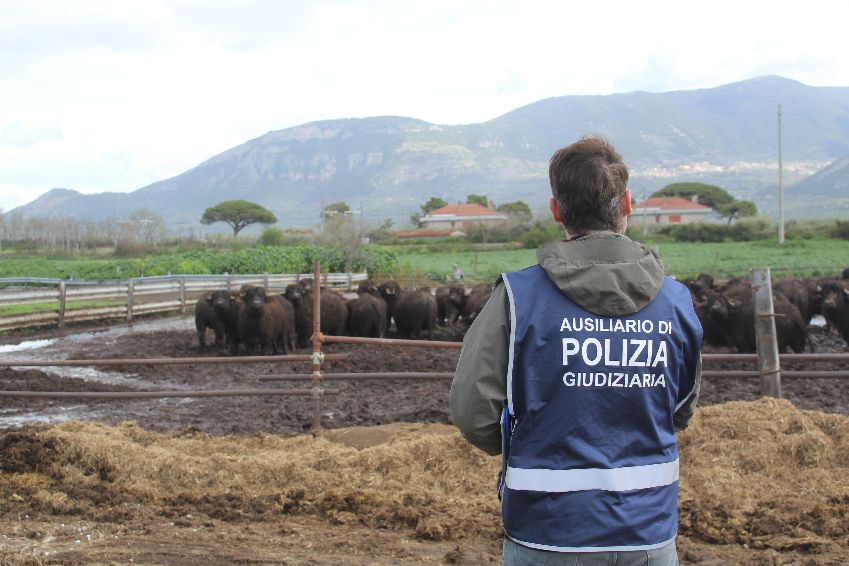 Capaccio Paestum, bufali costretti a vivere tra i propri escrementi: denunciati i titolari dell’azienda