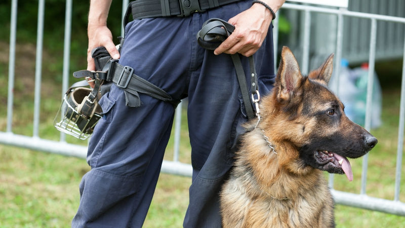 Cani dei carabinieri fiutano droga in un bar di Auletta