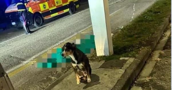 Buonabitacolo, 80enne muore in strada: cani vegliano padrone fino all’arrivo dei soccorsi