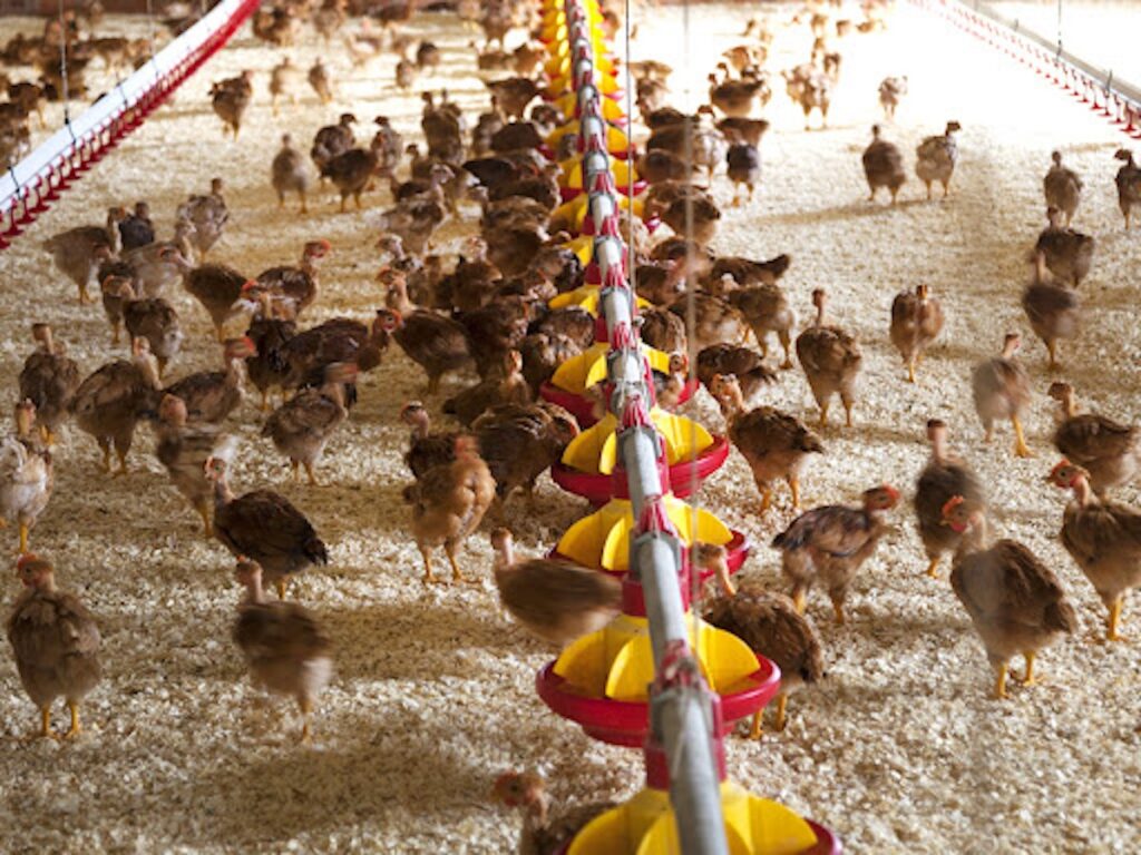 Cilento: sigilli ad un allevamento di polli, anatre e conigli senza requisiti igienico-sanitari