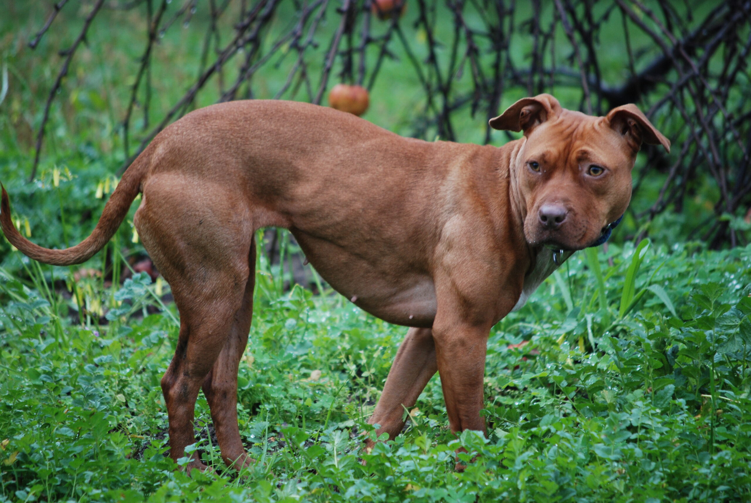 Dissequestrati Totò e Pablo, i pitbull che hanno sbranato il piccolo Francesco Pio a Eboli