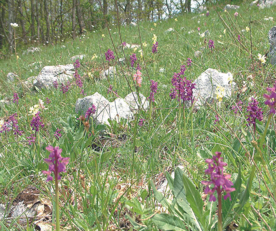 La Valle delle Orchidee, un paradiso di biodiversità nel Parco nazionale del Cilento