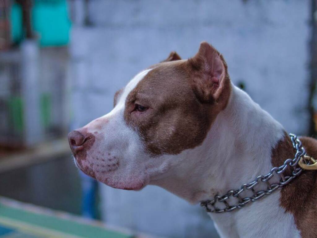 Dissequestro pitbull Eboli, Oipa: «Regolamentare subito la detenzione di alcune razze di cane»