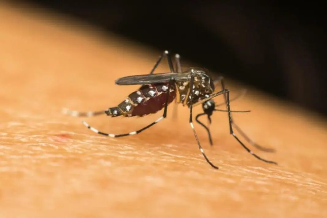 Primo caso di Dengue in Basilicata: è una scenografa brasiliana