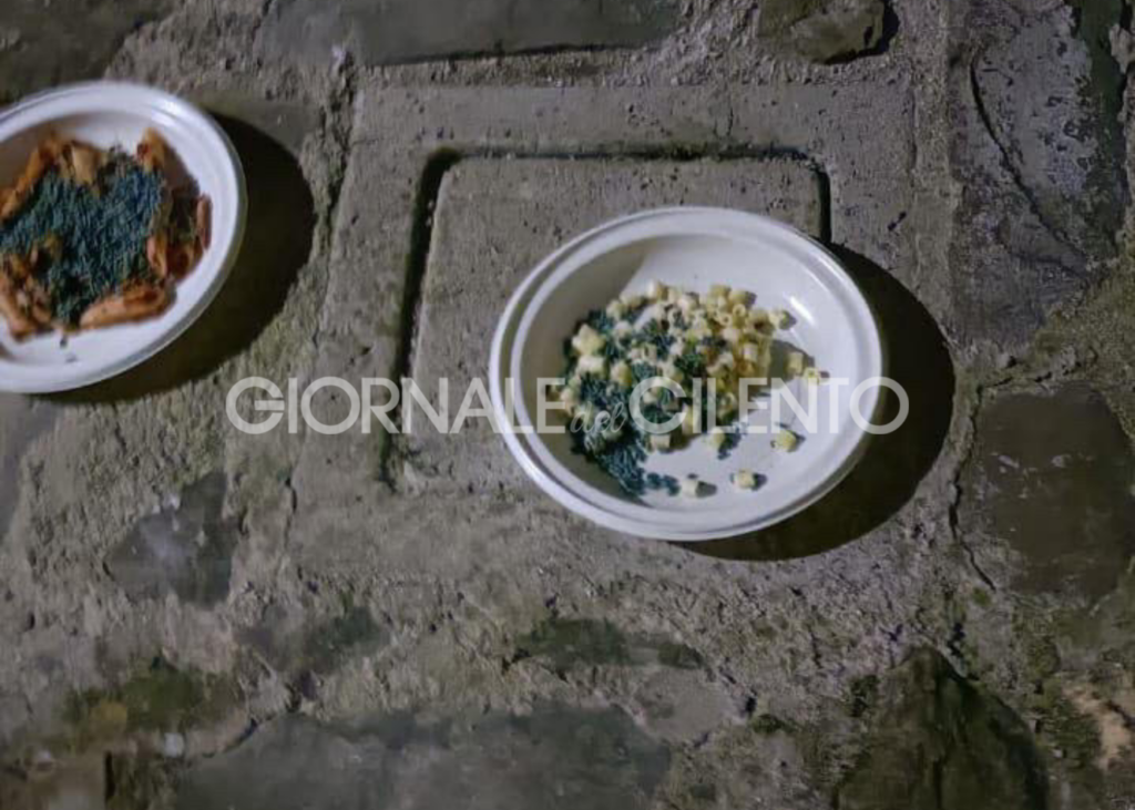 Montano Antilia, esche avvelenate: strage di animali. Uccisi 7 gatti e 2 cani