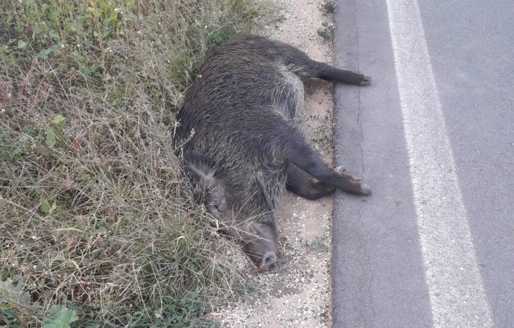Cilento, auto contro cinghiale: 50enne ferito